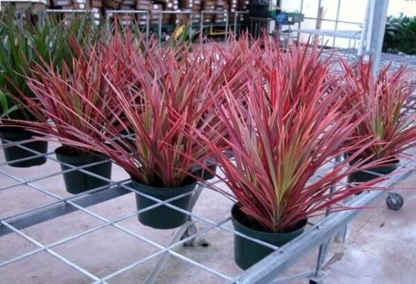 16 loại cây cảnh trồng trong nhà giúp thanh lọc không khí 16 16 loại cây cảnh trồng trong nhà giúp thanh lọc không khí