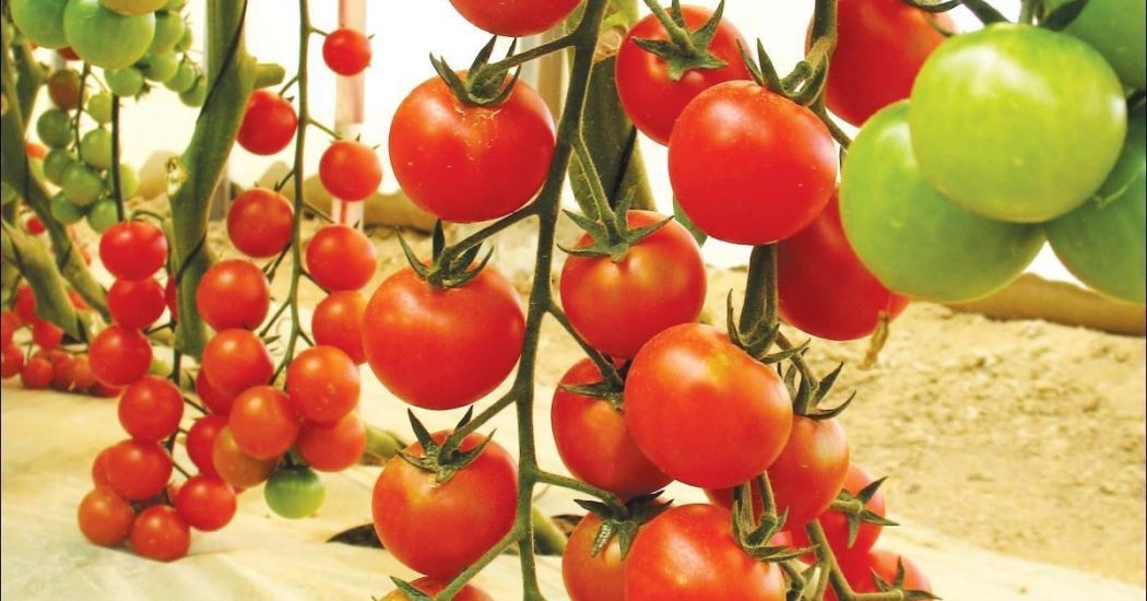 Cách trồng và chăm sóc Cà chua CHERRY anh đào F1 15 Cách trồng và chăm sóc Cà chua CHERRY anh đào F1