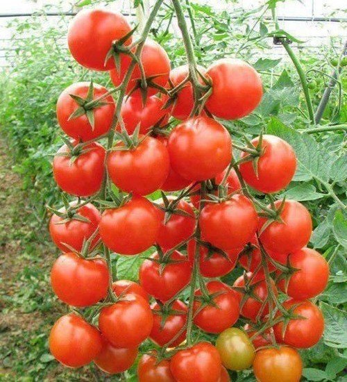 Cách trồng và chăm sóc Cà chua CHERRY anh đào F1 18 quả cà chua trĩu quả chín mọng
