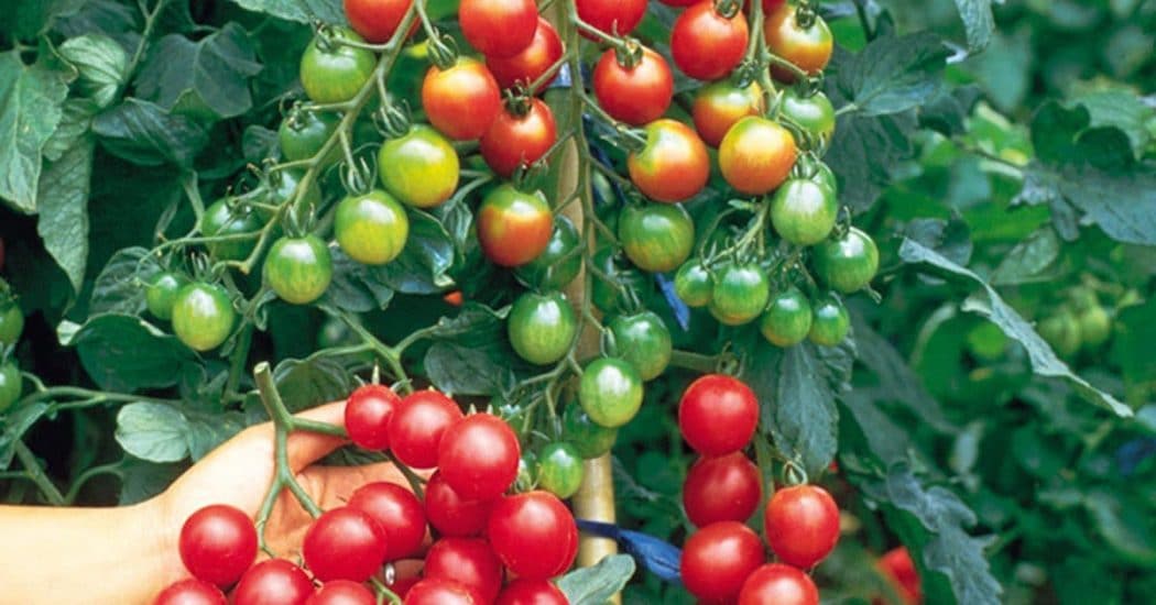 Cách trồng và chăm sóc Cà chua CHERRY anh đào F1 17 những chùm cà chua trĩu quả