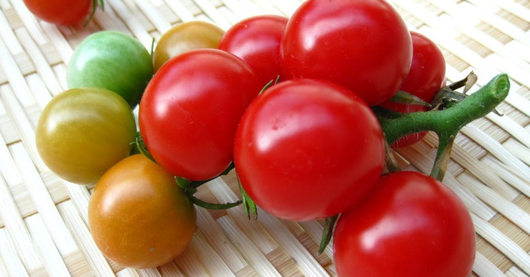 Cách trồng và chăm sóc Cà chua CHERRY anh đào F1 16 Cách trồng và chăm sóc Cà chua CHERRY anh đào F1