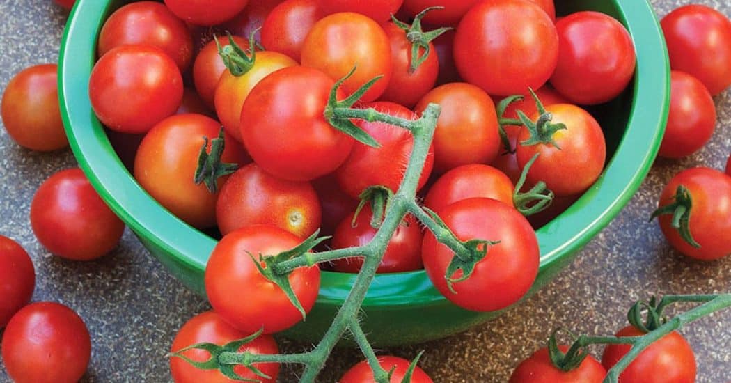 Cách trồng và chăm sóc Cà chua CHERRY anh đào F1 14 thưởng thức cà chua cherry