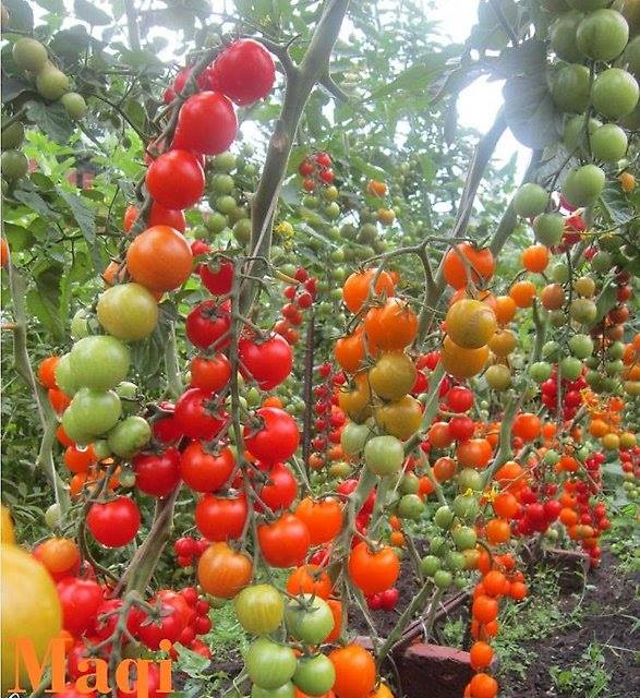 Cách trồng và chăm sóc Cà chua CHERRY anh đào F1 3 những chùm cà chua cherry dài và nhiều quả