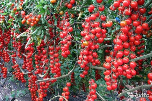 Cách trồng và chăm sóc Cà chua CHERRY anh đào F1 4 rất rất nhiều cà chua cherry chín