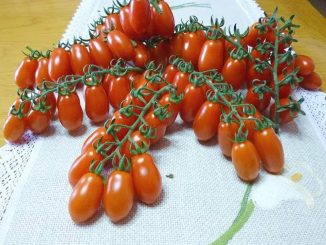 Cách trồng và chăm sóc Cà chua CHERRY anh đào F1 9 ca chua cherry 4 min