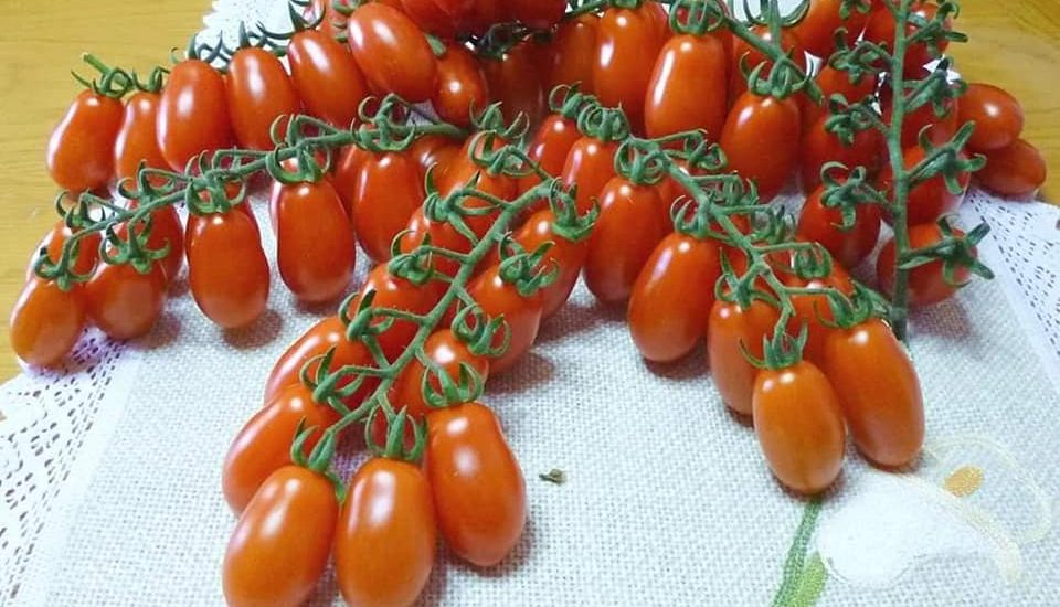 Cách trồng và chăm sóc Cà chua CHERRY anh đào F1 1 những chùm cà chua cherry