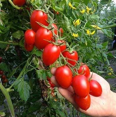 Cách trồng và chăm sóc Cà chua CHERRY anh đào F1 13 những trái cà chua cherry tươi ngon