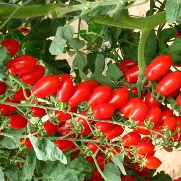 Cách trồng và chăm sóc Cà chua CHERRY anh đào F1 12 cây phát triển rất tốt cà chua cherry