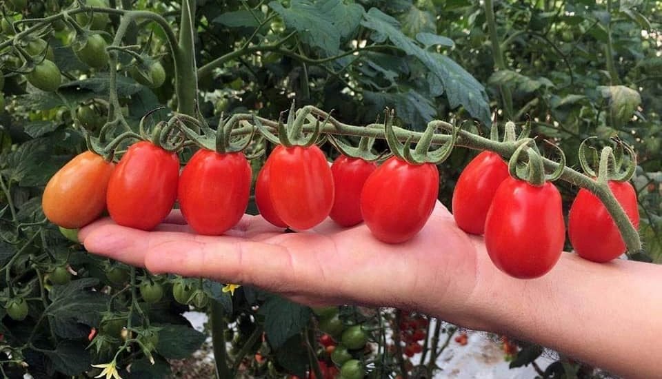 Cách trồng và chăm sóc Cà chua CHERRY anh đào F1 11 nhìn cà chua cherry rất hấp dẩn