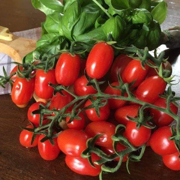 Cách trồng và chăm sóc Cà chua CHERRY anh đào F1 10 cà chua cherry rất sai quả