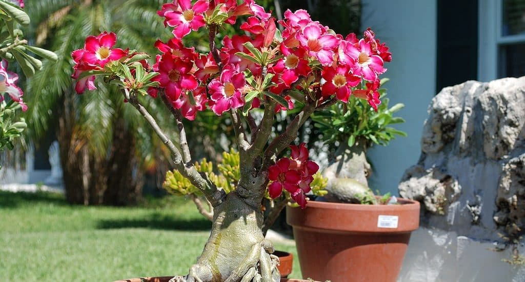 Cách chiết cành cây hoa sứ nhanh và hiệu quả 16 Cách giâm cành hoa sứ thái lan