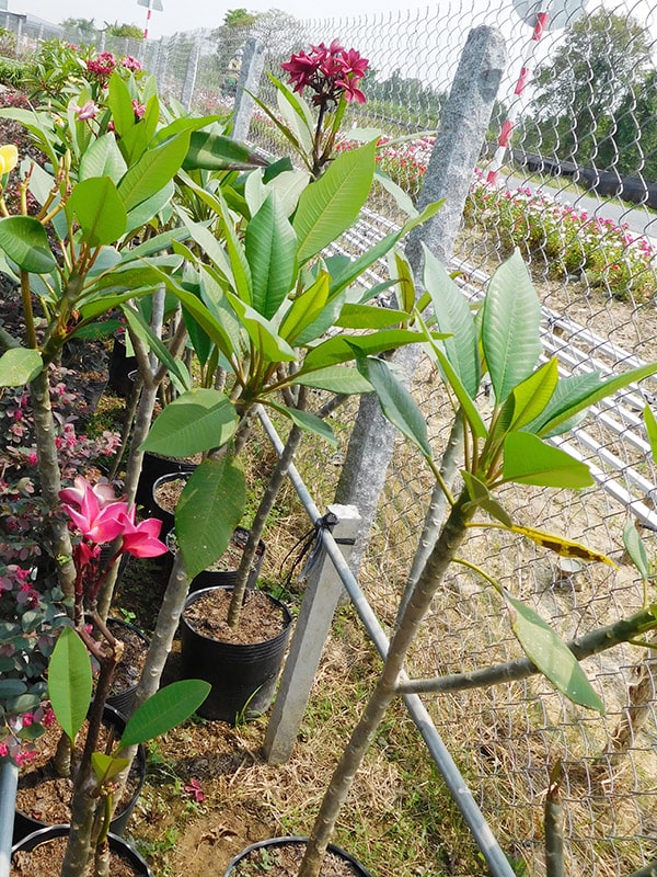 Cách chiết cành cây hoa sứ nhanh và hiệu quả 13 nhân giống cây sứ thái