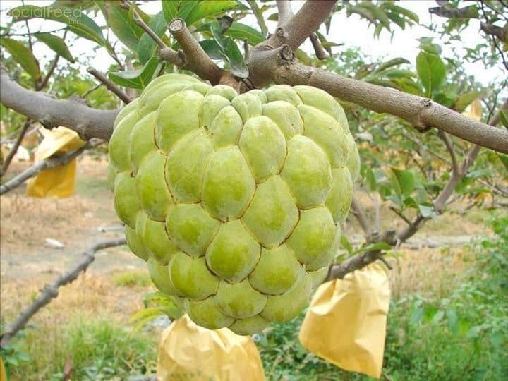 Kỹ thuât trồng cây na thái cho nhiều quả 7 KỸ THUẬT TRỒNG VÀ CHĂM SÓC CÂY NA THÁI