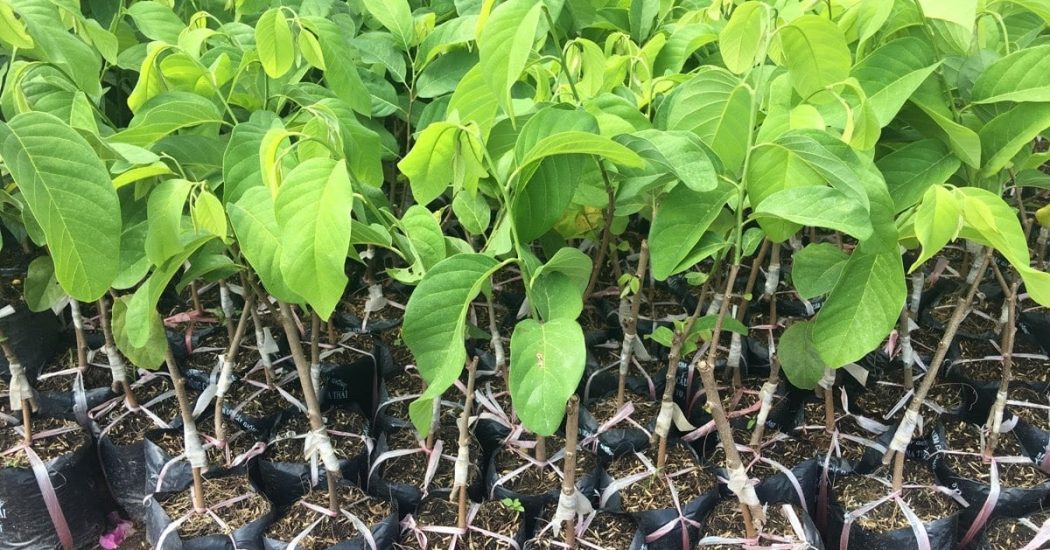 Kỹ thuât trồng cây na thái cho nhiều quả 5 ĐẤT TRỒNG CÂY NA THÁI