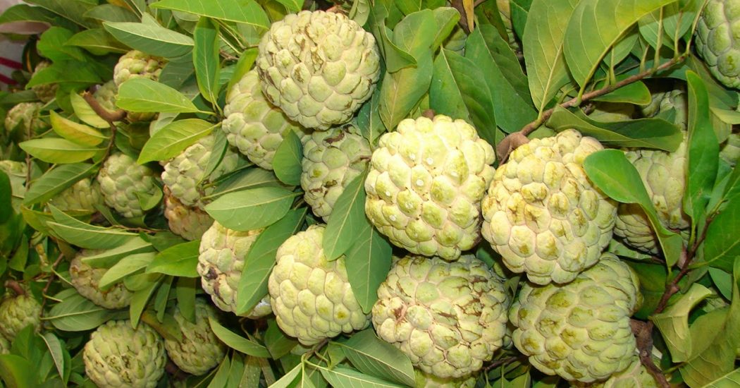 Kỹ thuât trồng cây na thái cho nhiều quả 3 cây na thái