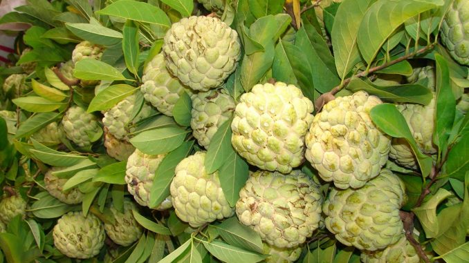 cach-trong-cay-na-thai (13)-min