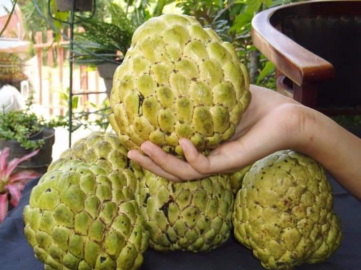 Kỹ thuât trồng cây na thái cho nhiều quả 2 TÌM HIỂU CÂY NA THÁI