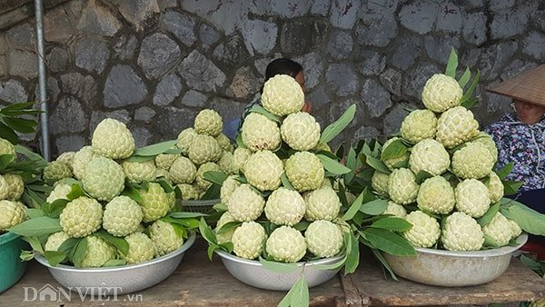 Kỹ thuât trồng cây na thái cho nhiều quả 11 Kỹ thuât trồng cây na thái cho nhiều quả