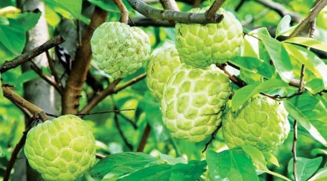 Kỹ thuât trồng cây na thái cho nhiều quả 1 Kỹ thuât trồng cây na thái cho nhiều quả
