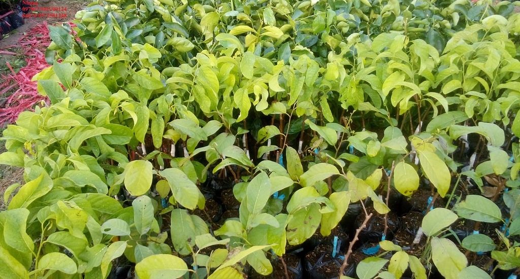 Kỹ thuât trồng cây na thái cho nhiều quả 6 CÁCH NHÂN GIỐNG NA THÁI