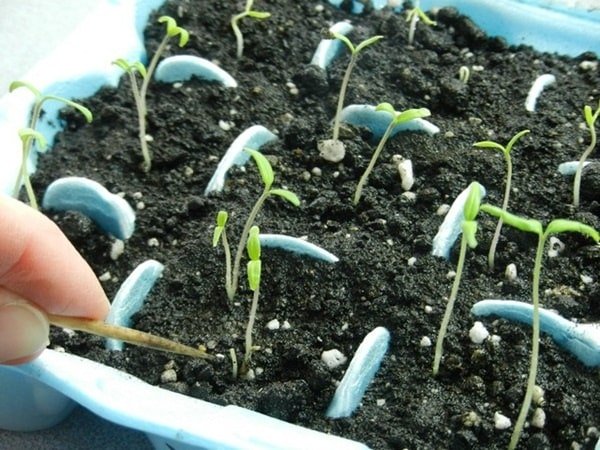 Cách trồng và chăm sóc Cà chua CHERRY anh đào F1 5 cây cà chua con phát triển