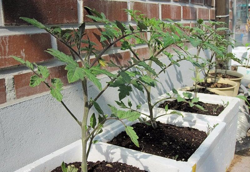 Cách trồng và chăm sóc Cà chua CHERRY anh đào F1 7 cà chua bắt đầu phát triển cứng cáp