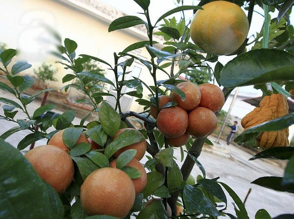 Kỹ thuật trồng cây chanh đào cho quả quanh năm 5 Kỹ thuật trồng cây chanh đào cho quả quanh năm
