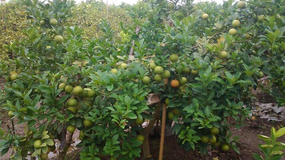 Kỹ thuật trồng cây chanh đào cho quả quanh năm 2 KỸ THUẬT TRỒNG CÂY CHANH ĐÀO