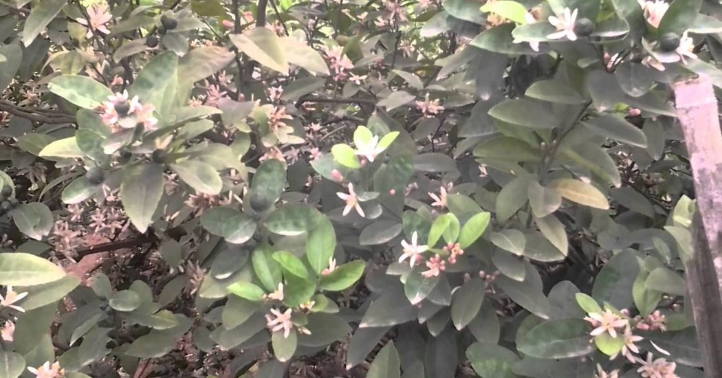 Kỹ thuật trồng cây chanh đào cho quả quanh năm 4 hoa của cây chanh đào