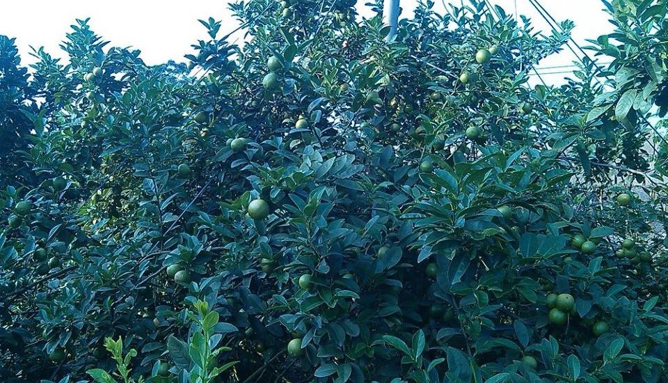 Kỹ thuật trồng cây chanh đào cho quả quanh năm 3 cây chanh đào xum xê quả