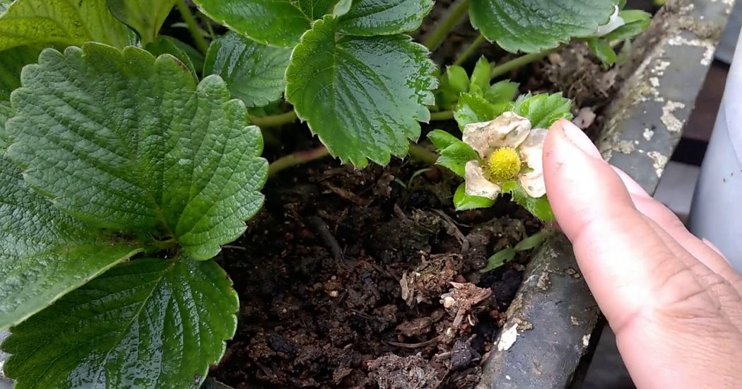 Cách trồng và chăm sóc cây dâu tây phát triển quanh năm 6 cây dâu tây ra hoa sớm trong vườn