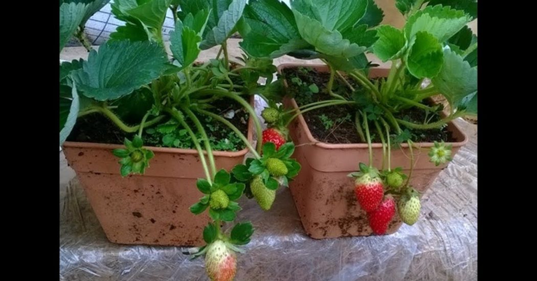 Cách trồng và chăm sóc cây dâu tây phát triển quanh năm 14 cây dâu tây ra quả trĩu cành