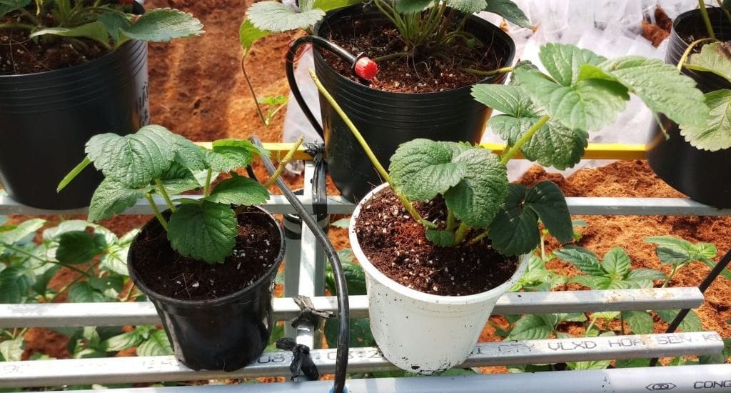 Cách trồng và chăm sóc cây dâu tây phát triển quanh năm 12 cây dâu tây trồng chậu bé và chăm sóc tốt
