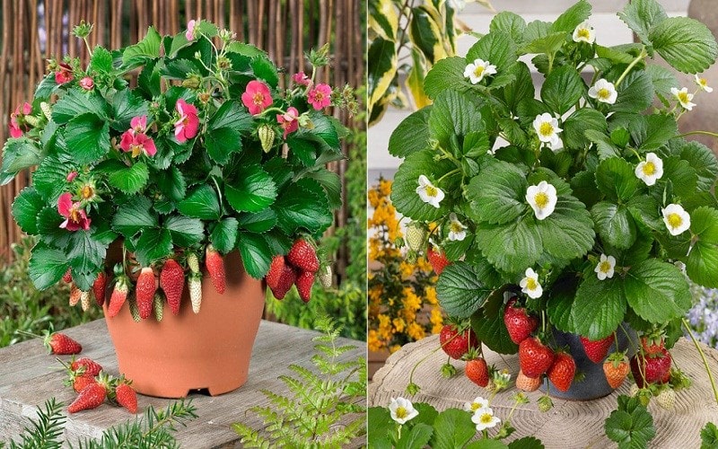 Cách trồng và chăm sóc cây dâu tây phát triển quanh năm 19 hình ảnh cây dâu tây ra hoa cho nặng quả