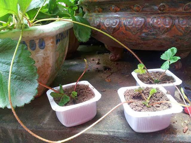 Cách trồng và chăm sóc cây dâu tây phát triển quanh năm 8 cách nhân giông cây dâu tây vô cùng hiệu quả