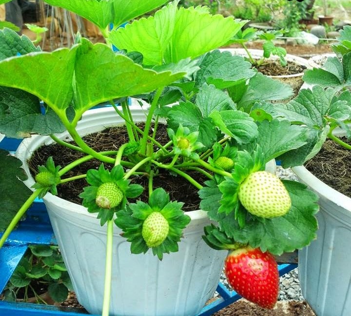 Cách trồng và chăm sóc cây dâu tây phát triển quanh năm 7 cây dâu tây trồng chậu ra nhiều quả