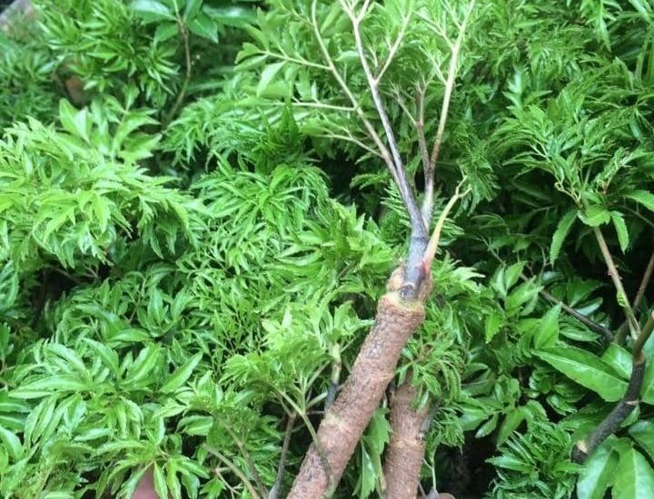 Kỹ thuật trồng cây đinh lăng cho năng xuất cao 8 CHĂM SÓC CÂY ĐINH LĂNG phát triển