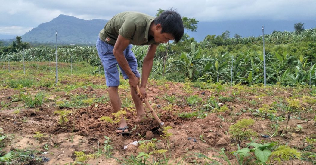 Kỹ thuật trồng cây đinh lăng cho năng xuất cao 6 THỜI VỤ TRỒNG CÂY ĐINH LĂNG