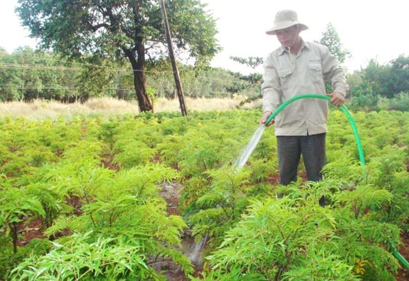 Kỹ thuật trồng cây đinh lăng cho năng xuất cao 9 tưới nước cho cây đinh lăng