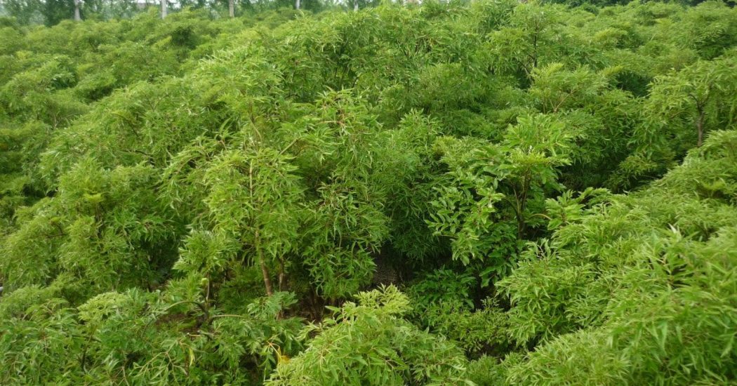 Kỹ thuật trồng cây đinh lăng cho năng xuất cao 1 cây đinh lăng