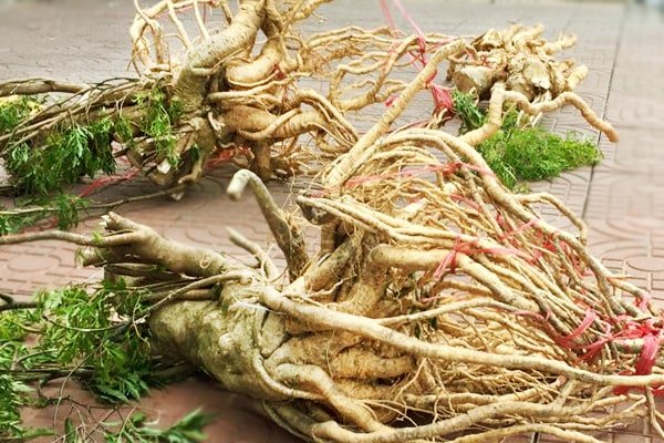 Kỹ thuật trồng cây đinh lăng cho năng xuất cao 11 Thu hoạch củ cây đinh lăng :