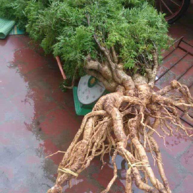 Kỹ thuật trồng cây đinh lăng cho năng xuất cao 3 bộ rễ cây đinh lăng