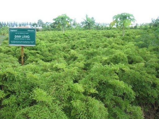 Kỹ thuật trồng cây đinh lăng cho năng xuất cao 10 cây đinh lăng sắp cho thu hoạch