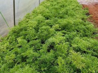 Kỹ thuật trồng cây đinh lăng cho năng xuất cao 1 cay dinh lang 16 min