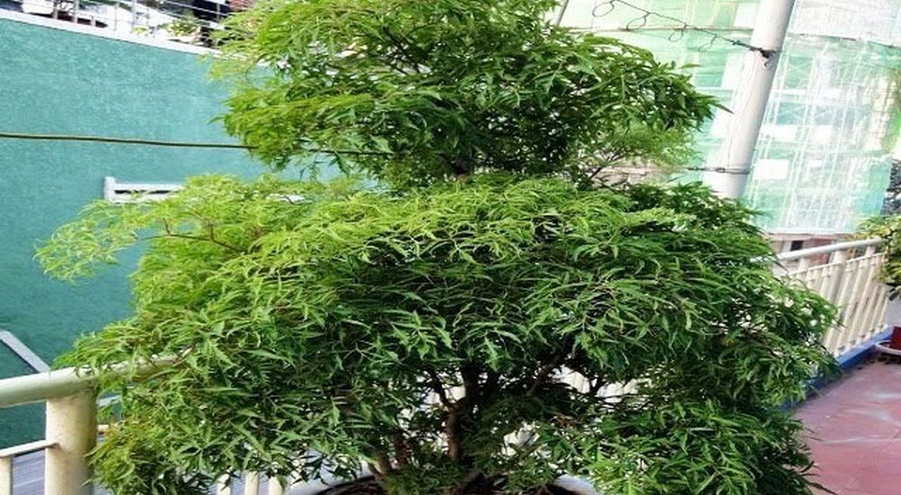 Kỹ thuật trồng cây đinh lăng cho năng xuất cao 2 GIỚI THIỆU VỀ CÂY ĐINH LĂNG