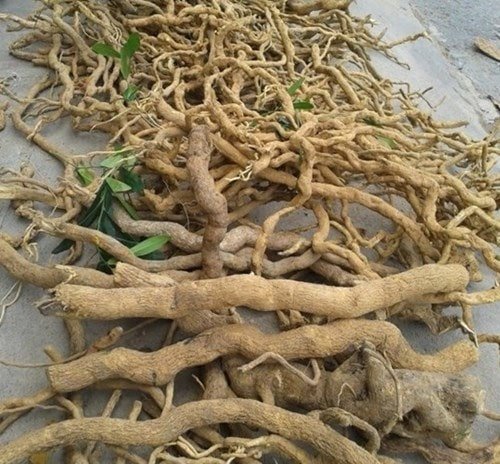 Kỹ thuật trồng cây đinh lăng cho năng xuất cao 15 kỹ thuật trồng cây đinh lăng cho năng xuất cao rễ cây đinh lăng khô
