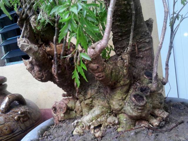 Kỹ thuật trồng cây đinh lăng cho năng xuất cao 12 cây đinh lăng lớn