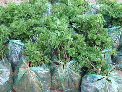 Kỹ thuật trồng cây đinh lăng cho năng xuất cao 5 lựa chon cây đinh lăng