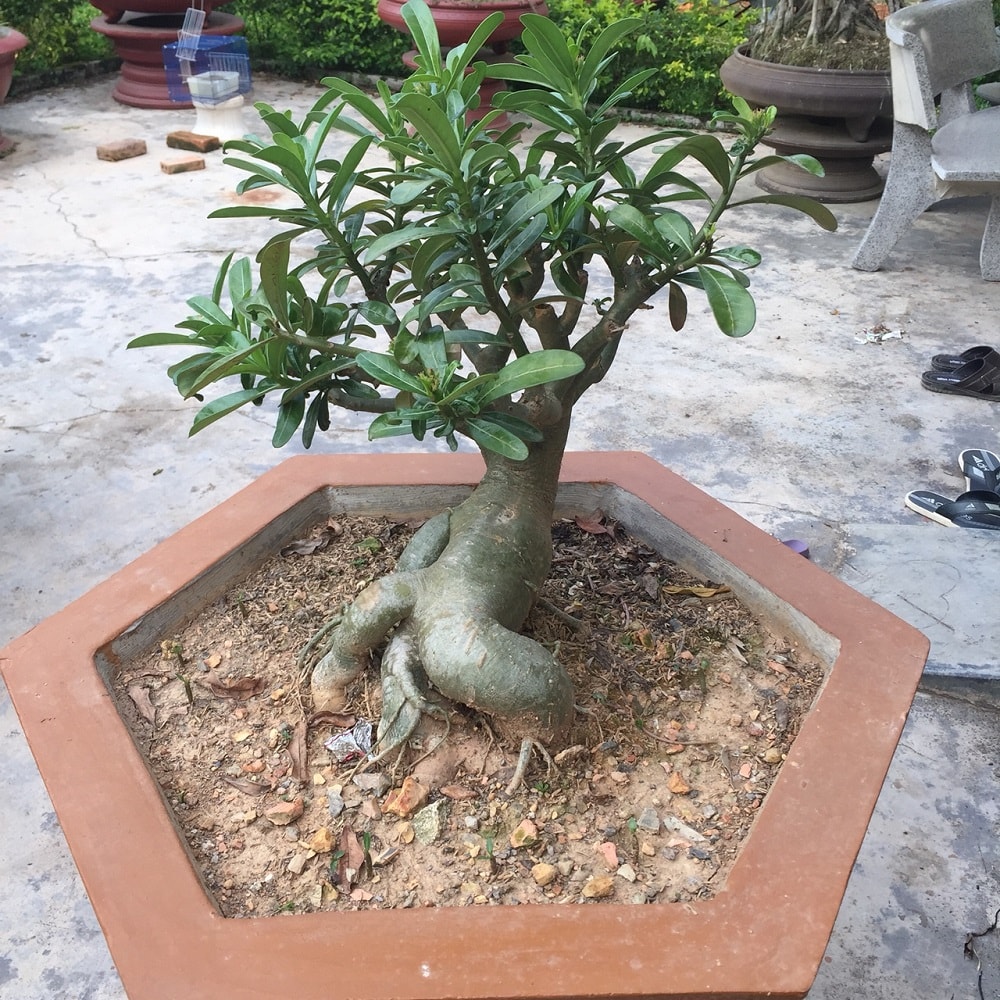 Cách chiết cành cây hoa sứ nhanh và hiệu quả 2 cây hoa sứ trồng chậu tạo thành dáng đẹp