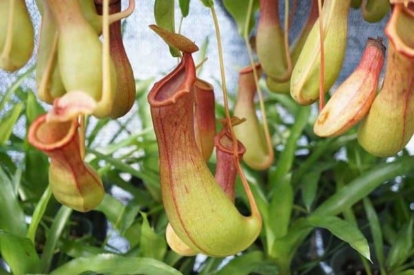 Cách trồng và chăm sóc cây nắp ấm ăn thịt 13 cây nắp ấm phát triển nhanh